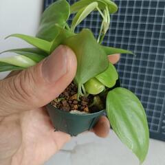 観葉植物オキシカルジウム・ライムの画像