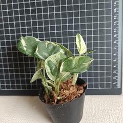 観葉植物  ポトスbの画像