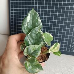 観葉植物  ポトスbの画像