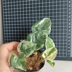 観葉植物  ポトスbの画像