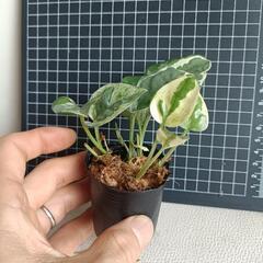 観葉植物  ポトスbの画像