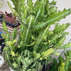 ユーフォルビア・ラクテア（魔界麒麟・マカイキリン ）多肉植物　観葉植物の画像