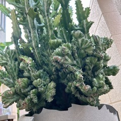 ユーフォルビア・ラクテア（魔界麒麟・マカイキリン ）多肉植物　観葉植物の画像