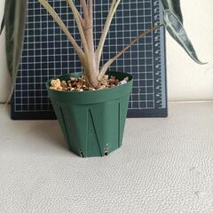 観葉植物 アロカシア・バンビーノの画像