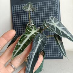 観葉植物 アロカシア・バンビーノの画像