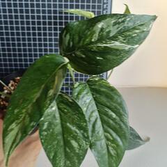観葉植物 エピプレムナム・ピナツム斑入の画像