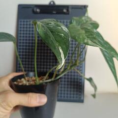 観葉植物 エピプレムナム・ピナツム斑入の画像