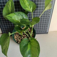 観葉植物  ポトスcの画像