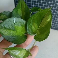 観葉植物  ポトスcの画像