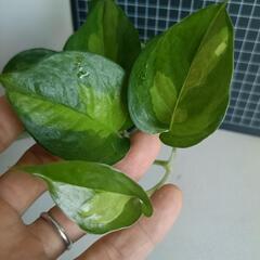 観葉植物  ポトスcの画像