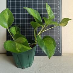 観葉植物  ポトスcの画像