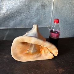 【雑貨】貝殻　本物の画像