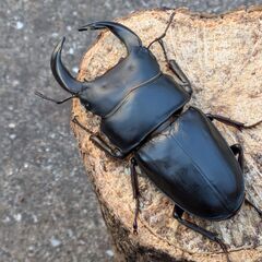 国産オオクワガタ 新成虫ペア①の画像