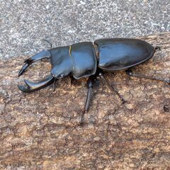 国産オオクワガタ 新成虫ペア①の画像
