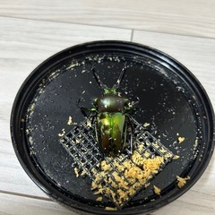 決まりました　ニジイロクワガタ オス 単品の画像