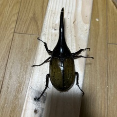 DH.ヘラクレスペアの画像