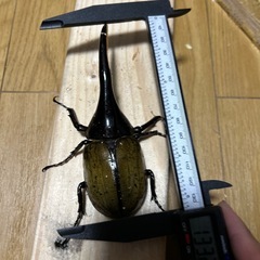 DH.ヘラクレスペアの画像