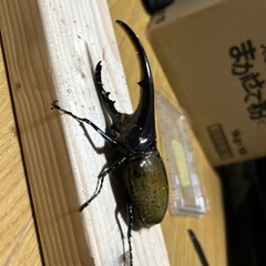 DH.ヘラクレスペアの画像