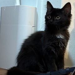 ✨【黒猫長毛子猫】🐈‍⬛🩷甘えん坊ヤンチャ姫👸２ヶ月の女の子❣️✨✨✨