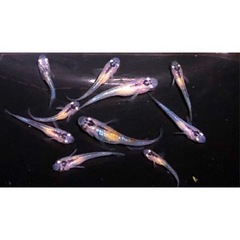 🌎天界メダカ幼魚若魚⒈cm〜1.7=10匹　🇦🇸Tenkai🇦🇸の画像