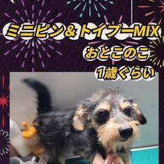 【トライアル予定】募集停止🙇‍♀️ミニピン＆トイプーMIX…