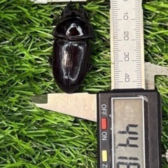 [国産オオクワガタNO:150]YG871系統  71ミリペアー の画像