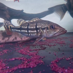 キクラテメンシス　熱帯魚　大型魚　水槽 の画像