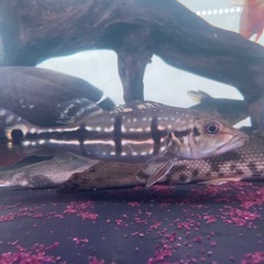 キクラテメンシス　熱帯魚　大型魚　水槽 の画像