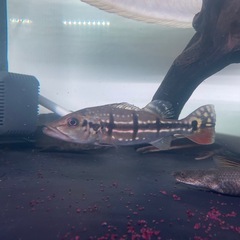 キクラテメンシス　熱帯魚　大型魚　水槽 の画像
