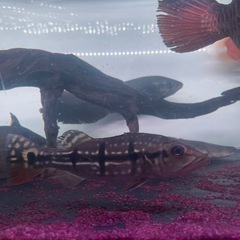 キクラテメンシス　熱帯魚　大型魚　水槽 の画像