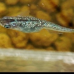 ラメメダカ稚魚10匹＋水草＋ラムズ2匹②の画像