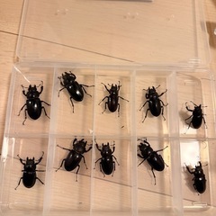 ミヤマクワガタ サイズ色々　♀も居ます　の画像