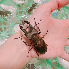 ミヤマクワガタ サイズ色々　♀も居ます　の画像