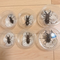 ミヤマクワガタ サイズ色々　♀も居ます　の画像