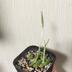 ランキングキーワードに紐づく投稿画像-観葉植物