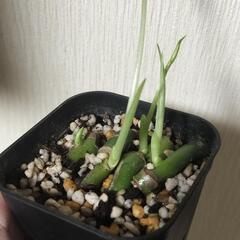 【観葉植物】モンステラ 茎伏せ 4株の画像