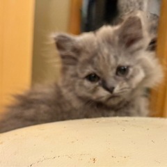 🐱💓🐈2025年8月31日(日) 立川すみれペットクリニック様に...