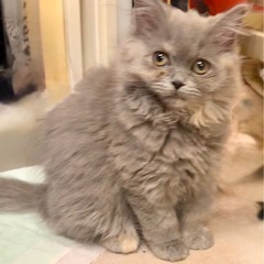 🐱✨2025年8月31日 日曜日立川すみれペットクリニック様にて...