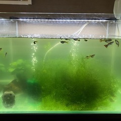 お買い得品！！　熱帯魚　引退水槽セット　の画像