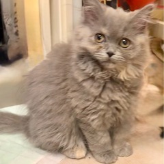 💓🐱✨2025年8月31日 日曜日立川すみれペットクリニック様に...