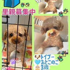 【トライアル予定】募集停止🍀トイプードル🐕おとこのこ🎂2021....