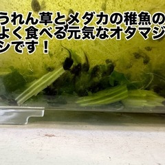 ミルキーフロッグ オタマジャクシ 10匹〜の画像