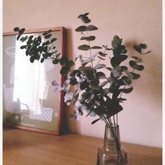 ユーカリ　ドライフラワーhの画像