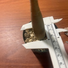 アデニウム　アラビクムの画像