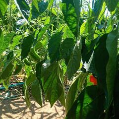 キュウリ🥒中、大、大きさで10本で600円でゆずります！の画像