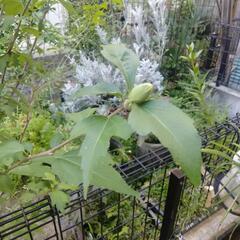 芙蓉？ムクゲ？植木鉢付園芸　ガーデニングの画像