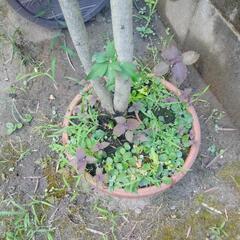 芙蓉？ムクゲ？植木鉢付園芸　ガーデニングの画像