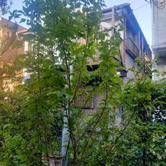 芙蓉？ムクゲ？植木鉢付園芸　ガーデニングの画像
