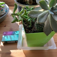 寄せ植えの画像