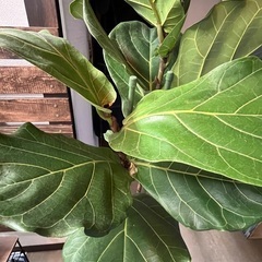 カシワバゴムの木の画像